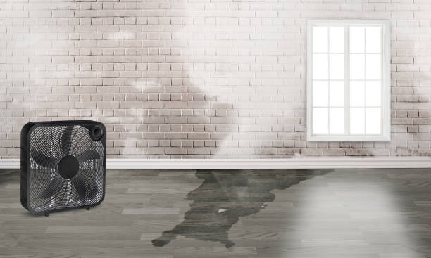 Best Mold removal after water damage  in Molalla, OR